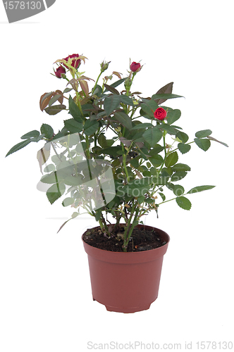 Image of Rose tree in a pot