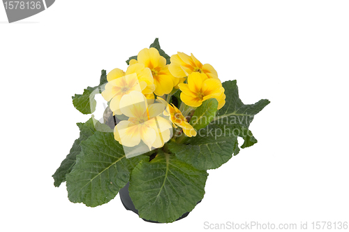 Image of Yellow Primula Flowers