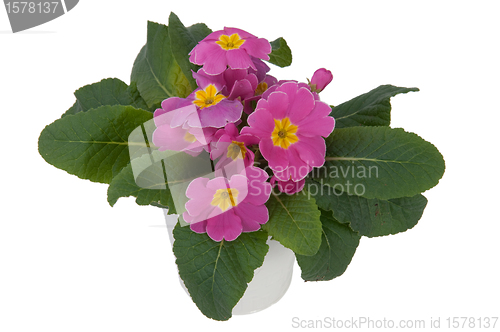 Image of Pink Primula Flowers (other view)