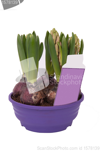Image of Hyacinthus bulbous in a pot (with the label price)