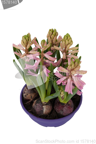 Image of Bloom Hyacinthus bulbous in a pot (top view)