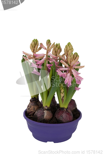 Image of Bloom Hyacinthus bulbous in a pot (front view)