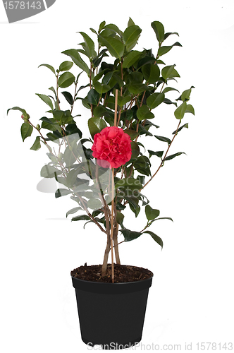 Image of Camellia japonica tree and Pink Flower