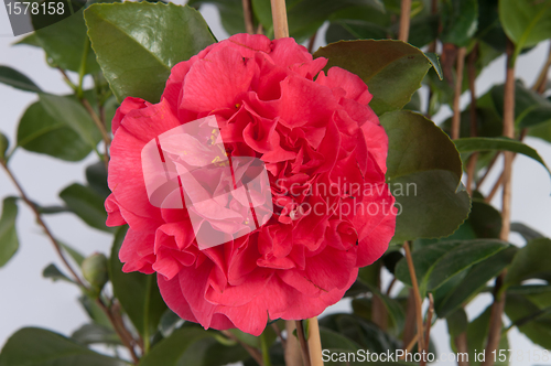 Image of Camellia Flower