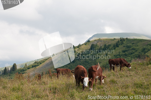 Image of Cow grazing and the mountain in background