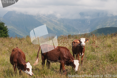 Image of Cow grazing in the mountain