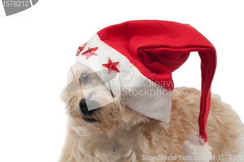 Image of Dog with christmas cap