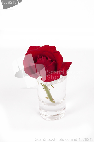 Image of Red  flower in a small glass