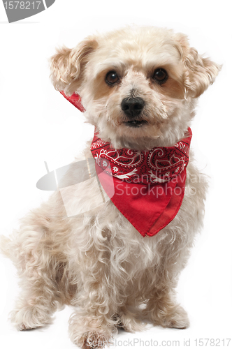 Image of Yellow dog with a red bandana