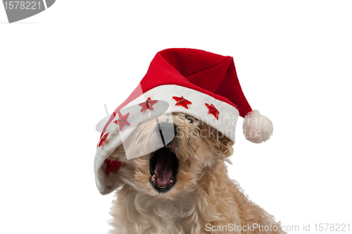 Image of Christlmas Dog Yawning