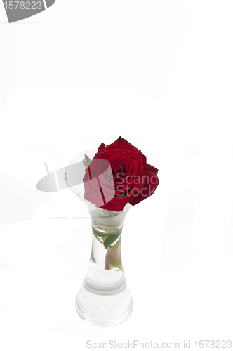 Image of Red rose alone in a vase