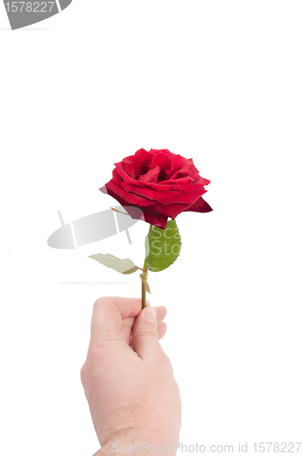 Image of Rose in man hand