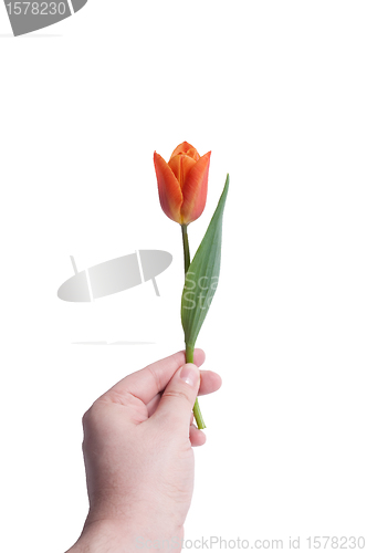 Image of a Tulip for you