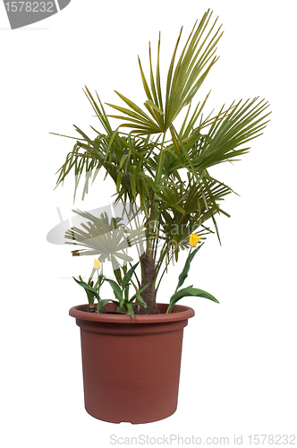 Image of Palm and Tulip