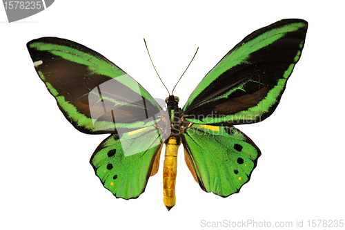 Image of green butterfly