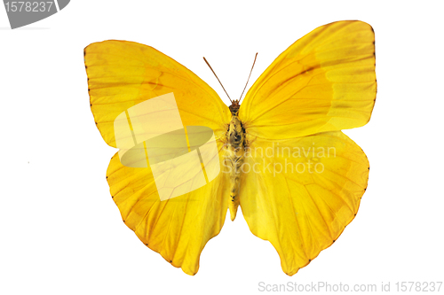 Image of yellow butterfly