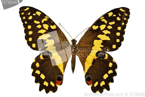 Image of black and yellow butterfly