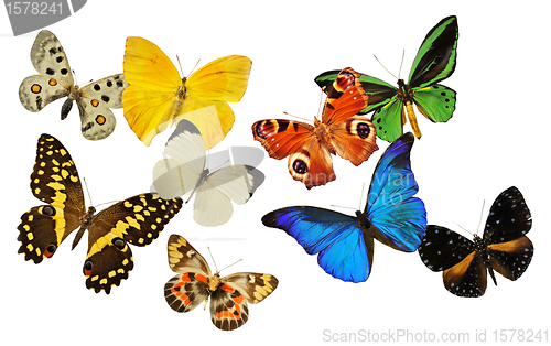 Image of group of butterfly