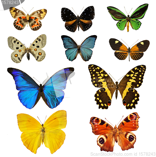 Image of colorfull butterfly