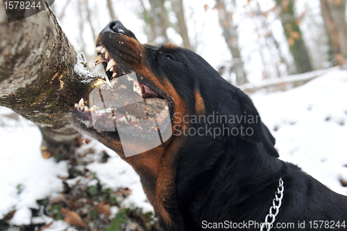 Image of biting rottweiler