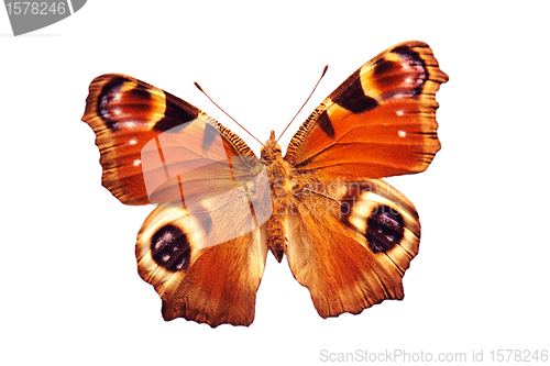 Image of peacock butterfly