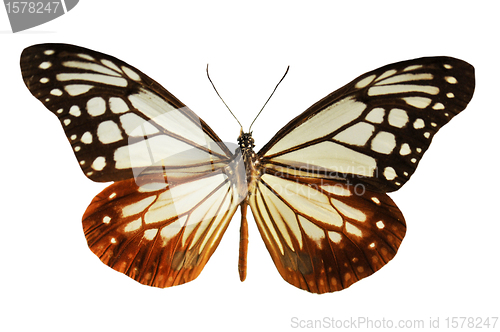 Image of black and white butterfly