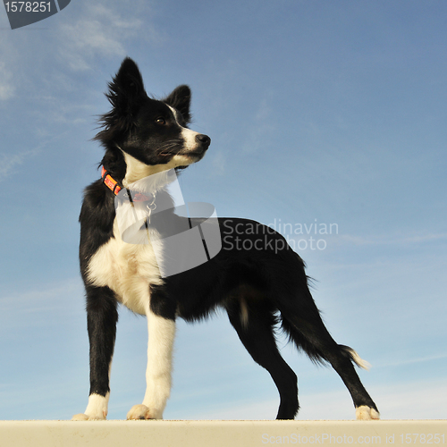 Image of puppy border collie