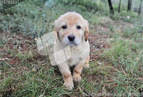 Image of puppy hovawart