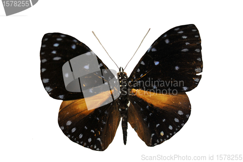 Image of colorful butterfly