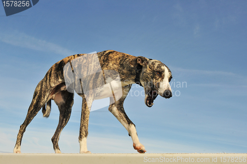 Image of young  whippet