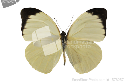 Image of Pieris brassicae