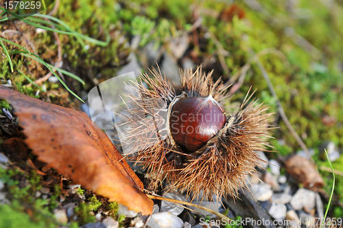 Image of chestnuts