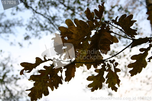 Image of Autumn leaves