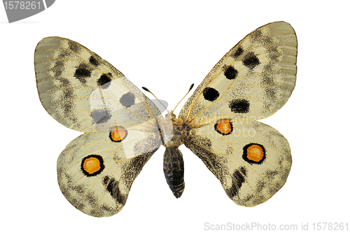 Image of white butterfly