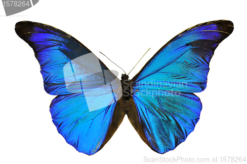 Image of Blue Morpho butterfly