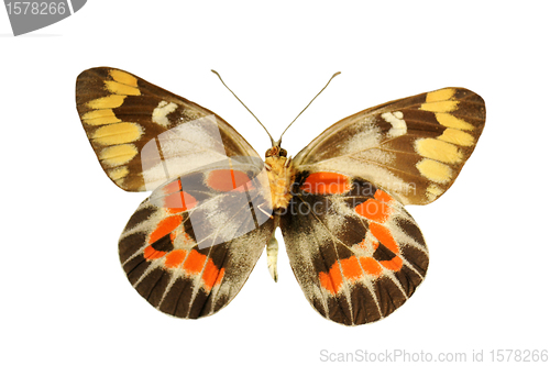 Image of colorful  butterfly