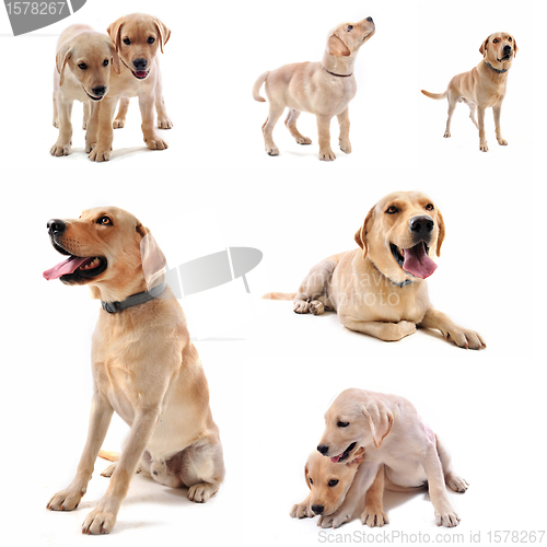 Image of labrador retriever