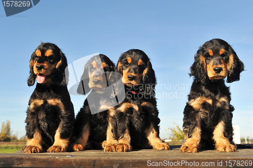 Image of puppies english cocker