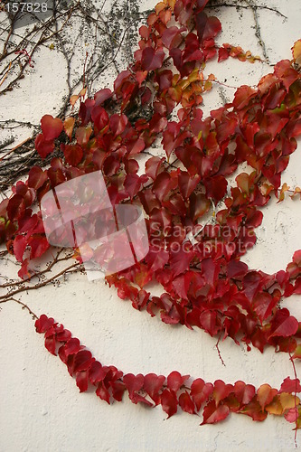 Image of Autumn wall