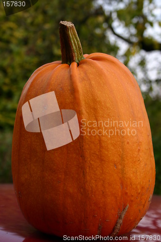 Image of Pumpkin