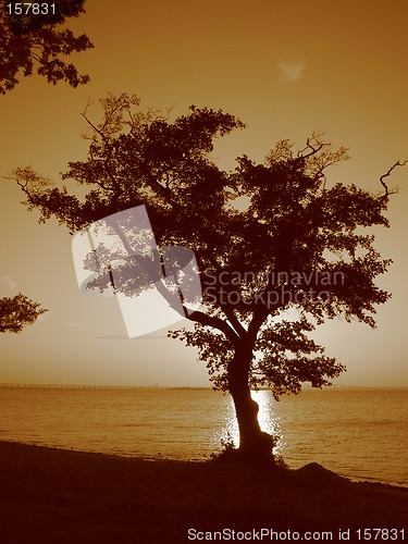 Image of Sunset oak