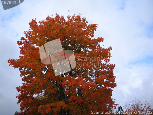 Image of Autumn tree 1