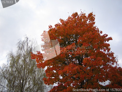 Image of Autumn tree 2