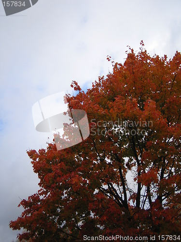 Image of Autumn tree 3