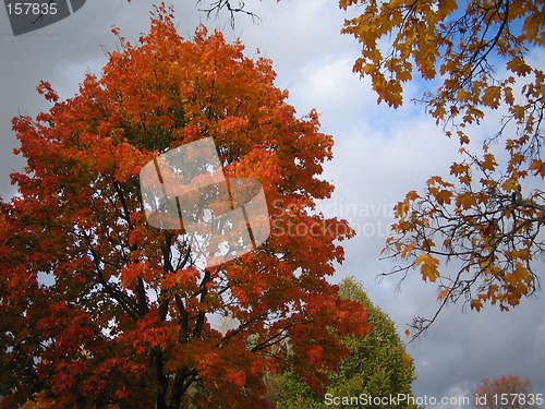 Image of Autumn tree 4