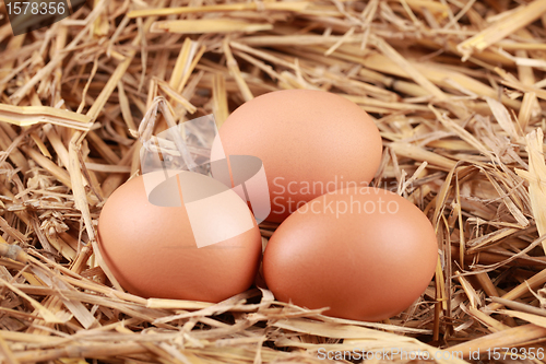 Image of Eggs in straw