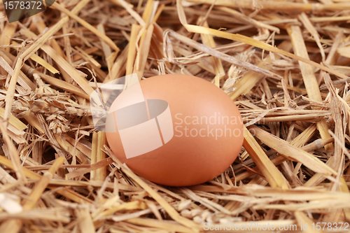 Image of Brown egg in straw