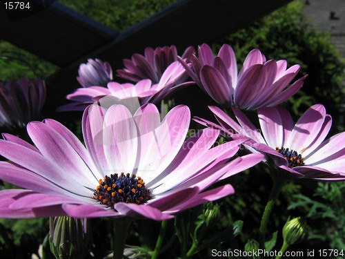 Image of Magenta flowers