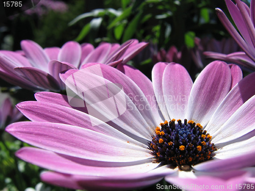 Image of Magenta flowers