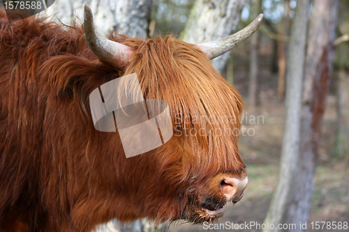 Image of Highland Cow in field showing his long hairs 